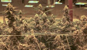 Aktakuzë për kultivim të kanabisit në Malishevë