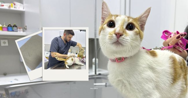 Heroi i mesnatës: Si veterineri Blend Zhuri shpëtoi jetën e Miso-s