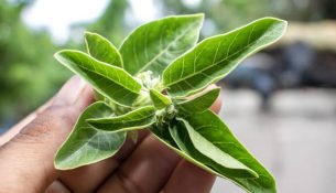 Ashwagandha, bima e lashtë që po tërheq vëmendje