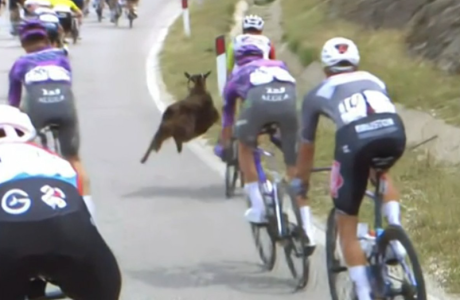 Giro d’Italia: Incident i çuditshëm në Vlorë, dhia sulmon çiklistët