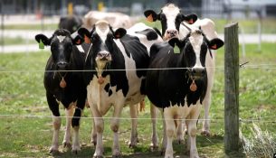 Kosova ndalon importin e gjedheve nga një zonë në Francë