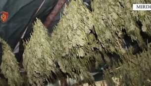 Operacioni “Processing” në Mirditë – Dy të arrestuar dhe 33.7 kg kanabis të sekuestruar
