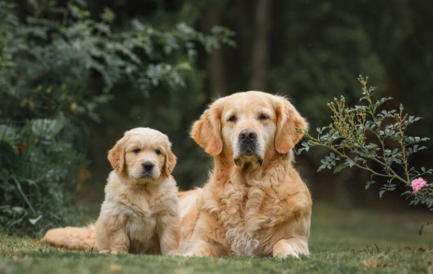 ADN-ja e qenve zbulon historinë e lashtë të tyre