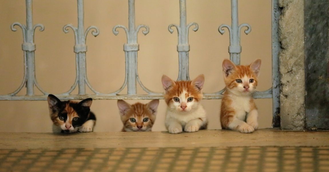 “Stambolli i maceve”: Qyteti ku macet sundojnë rrugët