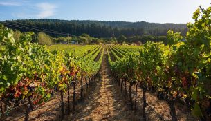 Sonoma dhe tradita autentike e verës