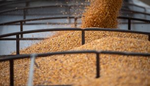 Aflatoksinë në ngarkesat me misër nga Serbia, AKU-ja merr masa