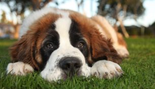 Barryland: Parku i qenëve Saint Bernard në Zvicër