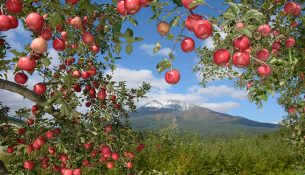 Pse kjo prefekturë japoneze është e fiksuar pas mollëve?