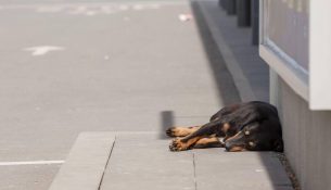 Spiunët rusë testuan topat zanorë mbi qentë në Serbi