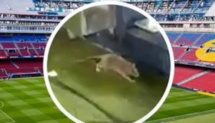 Polemika në Barcelonë për shfaqjen e minjve në ‘Camp Nou’