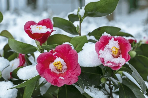 Sacramento, qyteti që lulëzon në dimër