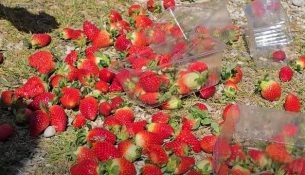 Fermerët e Frakullës denoncojnë abuzimin me çmimin e luleshtrydhes