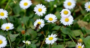 Begaj uron shqiptarët për Ditën e Verës