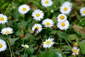 Begaj uron shqiptarët për Ditën e Verës