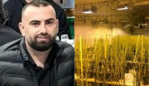 4 mijë bimë kanabisi në banesë të zyrtarit, reagon Drejtoria e Burgjeve: Bilal Hasa është pezulluar