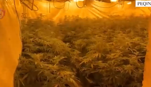 Kanabisi në magazinën në Peqin, Policia: Në pranga faturisti i energjisë, 4 në kërkim