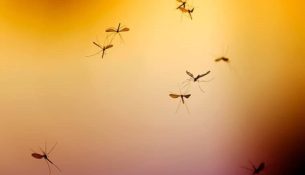 ADN-ja e mushkonjës mund të zbulojë kronologjinë e njerëzve parahistorikë