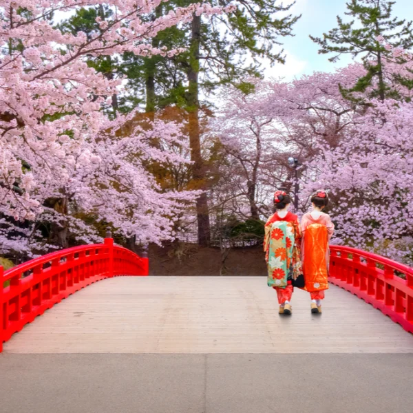 Kur dhe ku të shihni lulet tradicionale japoneze?