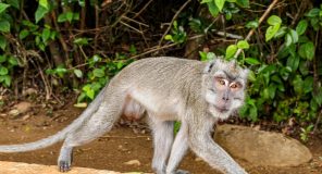 Marinari amerikan sulmohet nga një majmun gjatë misionit për në Hormuz