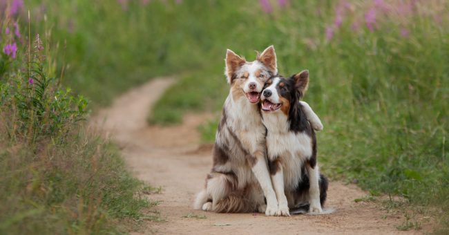ADN-ja e lashtë tregon prej nga erdhën qentë
