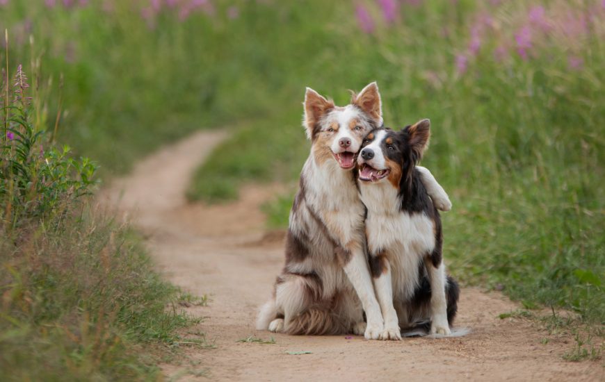 ADN-ja e lashtë tregon prej nga erdhën qentë