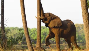 Zambia, kryeqyteti botëror i safarive në këmbë
