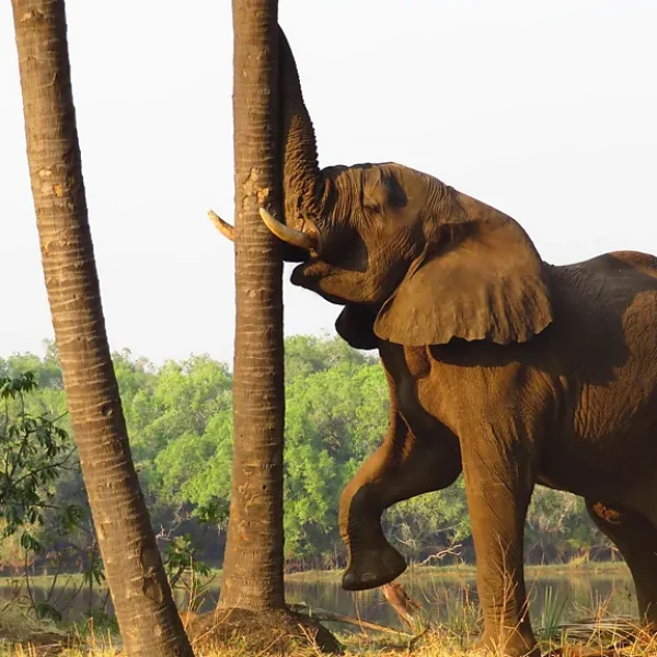 Zambia, kryeqyteti botëror i safarive në këmbë
