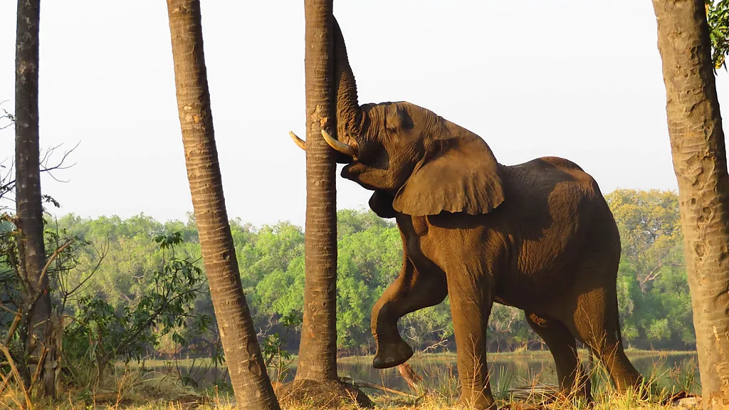 Zambia, kryeqyteti botëror i safarive në këmbë