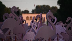 Rama kërkon dialog me ‘Flamingot’ e vërtetë