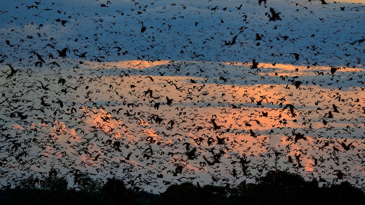 Migrimi më i madh i gjitarëve në botë ndodh në Zambia