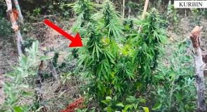 Operacion antidrogë në Lezhë, arrestohen 3 persona dhe sekuestrohen 436 bimë kanabis