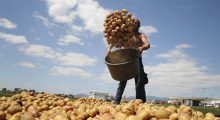 “As 10% e prodhimit nuk shpëtoi”, breshëri shkatërroi një sezon të tërë pune