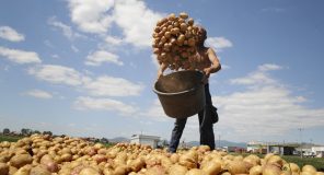 “As 10% e prodhimit nuk shpëtoi”, breshëri shkatërroi një sezon të tërë pune