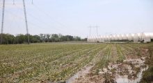 Muja paralajmëron sigurime bujqësore pas dëmeve nga breshëri në Kosovë