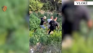 Arrestohet 33-vjeçari në Vlorë, kultivoi 135 bimë kanabisi në Dukat