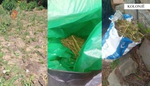 Kolonjë, arrestohet çifti i bashkëshortëve për kultivim të kanabisit