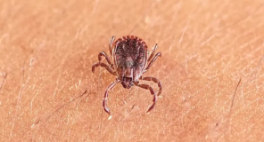 Shkencëtarët në Kinë zbulojnë virus të ri: Shkakton simptoma të ngjashme me gripin