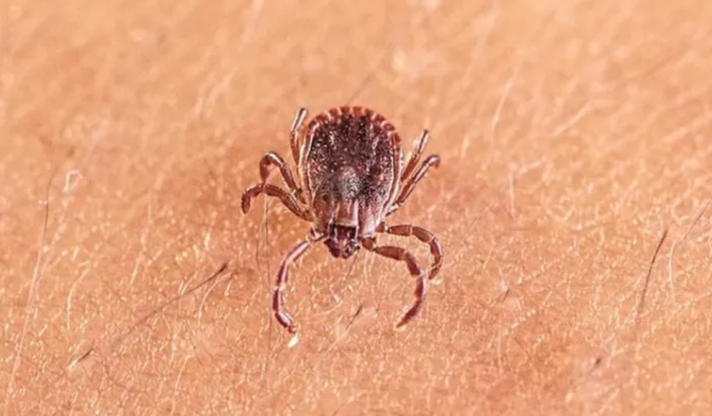 Shkencëtarët në Kinë zbulojnë virus të ri: Shkakton simptoma të ngjashme me gripin