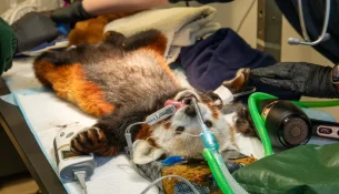 Rrjeti çmendet pasi një Panda e kuqe në Edinburgh përfundon te veterineri për dhimbje dhëmbi